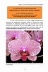 Buy How Orchids Rebloom Book Online by Author Chuck McClung