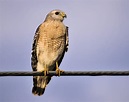 Hawks In Ohio: Check Out These 10 Species In This State!