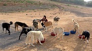 Feeding Stray Dogs - YouTube