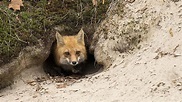 Dem Fuchs auf der Spur - WWF Junior