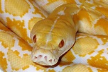 Some photos of my new albino dwarf reticulated python!