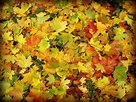 Images Gratuites : arbre, branche, l'automne, Coloré, jaune, saison ...