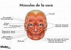 Musculos De La Cara Anatomia Humana | Images and Photos finder