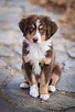 Australian Shepherd Puppy Full Size - Puppy And Pets