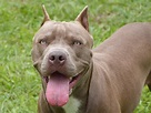 Tipos de Pitbull que Existem | Informações sobre a Raças e Cães