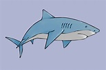 Cómo dibujar un tiburón: 20 pasos (con fotos) - wikiHow