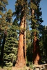 Giant Redwood Trees In Yosemite Free Stock Photo - Public Domain Pictures