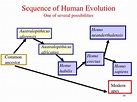 PPT - Human Evolution PowerPoint Presentation, free download - ID:653443