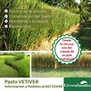 Vetiver, una planta con diferentes usos y beneficios