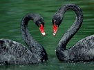 Black swans ~ Dream Wallpapers