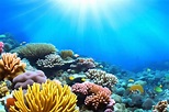 Underwater Scene Stock Photos, Images and Backgrounds for Free Download