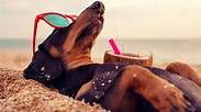 ¿De vacaciones con tu perro Tips para disfrutarlas a su lado | Salud180