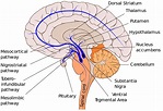 Substantia Nigra And Ventral Tegmental Area