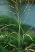 Panicum maximum (Poaceae) image 32162 at PhytoImages.siu.edu
