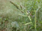 Barnyard Grass