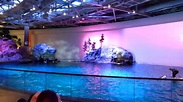 Dolphin Show at John G. Shedd Aquarium - Chicago, IL - YouTube