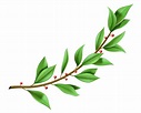 Tree twig laurel wreath with green leaves 2522780 Vector Art at Vecteezy