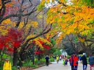 上野公园之红叶 - 客观日本