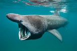 Lo squalo elefante - Marevivo