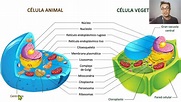 Célula Animal, Célula Vegetal e Características das Células - 6° Ano ...