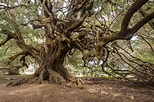 S'Ozzastru: l'albero sardo di 4.000 anni più vecchio d'Italia | Ohga!