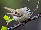 10 of the World's Smallest Birds - Earth Wonders