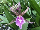 Kalapana Tropicals Orchid Club GO TO OUR NEW RETAIL SITE ORCHID.FARM ...