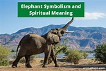 Elephant Symbolism and Meaning (Totem, Spirit and Omens) - Animal Hype