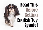 Consider These 14 Factors Before Purchasing an English Toy Spaniel