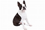 Opiniones de Boston terrier