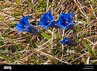 Bavaria, Europe, Germany, flower, mountain flower, gentians, mountain ...