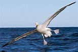 Albatross Facts | Wandering Albatross Wingspan | DK Find Out