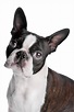 Boston Terrier: Todo Lo Que Debes Saber Sobre Esta Raza | fast.euractiv.com