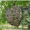 Why Do Wasps Build Nests? | 8 Facts You Didn't Know