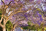 A Complete Guide To Growing A Jacaranda Tree | Lawn.com.au