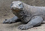 13 Interesting Facts About Komodo Dragons - DIY Travel HQ