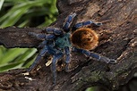 10 Basic Facts about the Cobalt Blue Tarantula - nancyrubin
