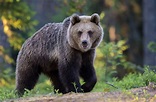 Steckbrief des europäischen Braunbären | Fauna, Jagd und Fischerei ...