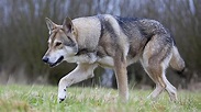 Chien loup de saarloos : Prix de ce chien, Caractère, Santé, Alimentation