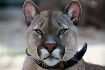 Puma 2 Foto & Bild | tiere, tier und mensch, natur Bilder auf fotocommunity