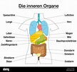 Innere Organe - schematische Diagramm mit farbigen Organe und ...