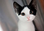 30 Most Adorable and Cutest Cat Photos Collection - Vote for The Cutest Cat