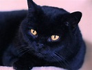 British Shorthair Cat Breed Profile - CattyLicious.com