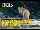 Las Montañas Del Lobo Nat Geo Wild En Español - YouTube