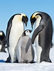 File:Emperor Penguins (15885611526).jpg - Wikimedia Commons