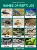 Reptiles | List of Reptiles with Facts & Pictures | Types of Reptiles ...