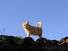 El blog de los gatitos: Gatos en los tejados