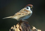Feldsperling Foto & Bild | tiere, wildlife, wild lebende vögel Bilder ...