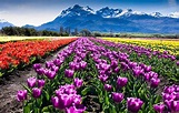 El Campo de Tulipanes de Trevelin, un espectáculo de colores en la ...