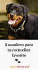 Total 58+ imagen nombres de perros rottweiler ...